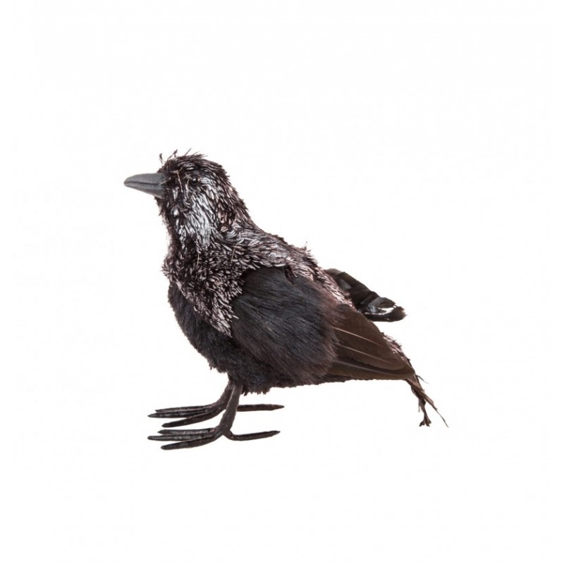 Corbeau Noir Corbeau Noir