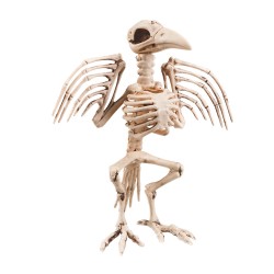 Squelette De Corbeau 32cm