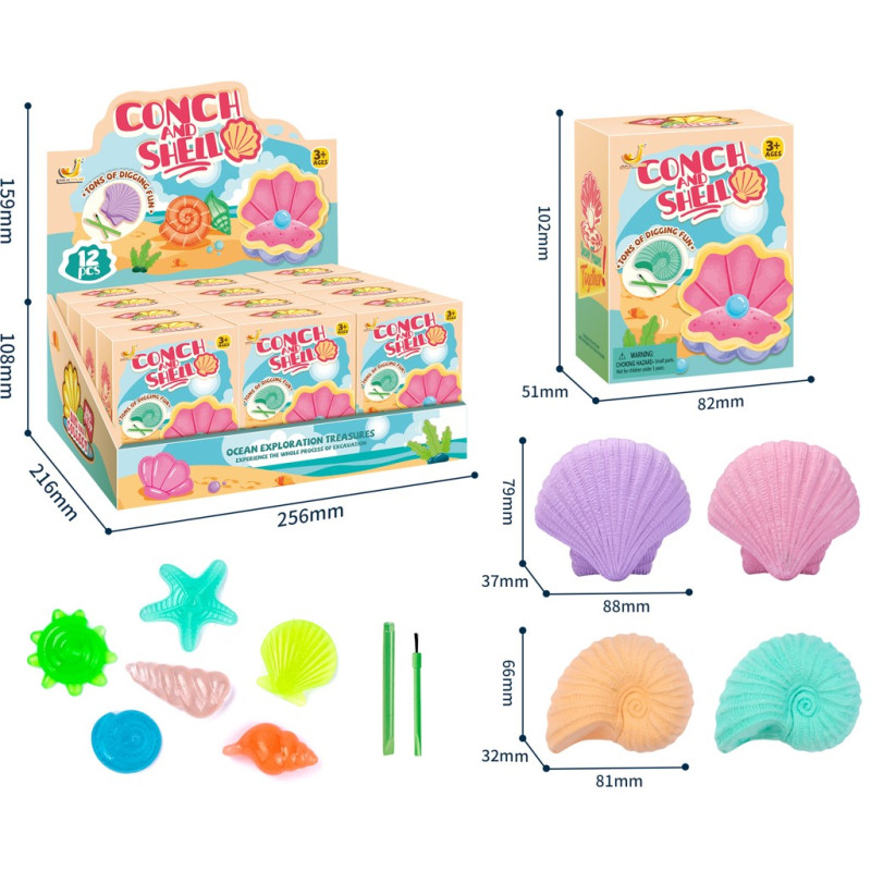 Coquillage Fossil à Creuser et Pierre à Découvrir