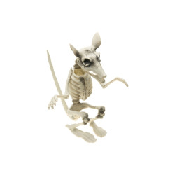 Squelette de Rat Debout