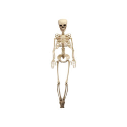 Squelette Articulé 100cm